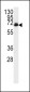 Dsk2 Antibody (N-term)